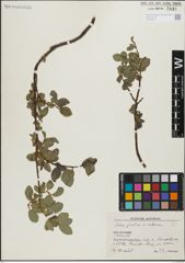 Foto von Salix glabra Scop. x Salix retusa L.